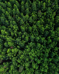 overwhelm, forest, overview